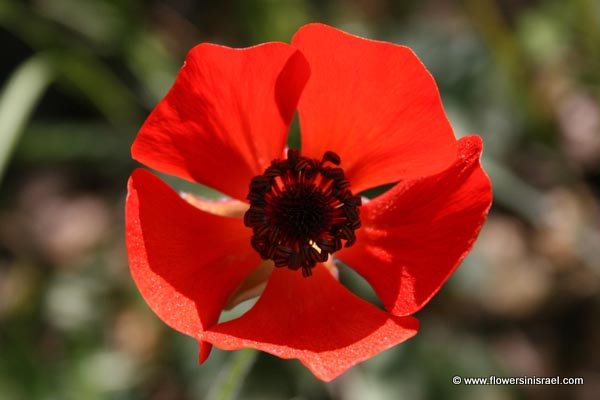 Ranunculus asiaticus